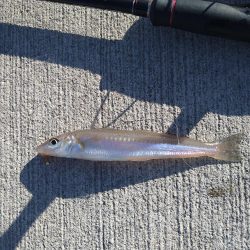 香住にてキス狙い